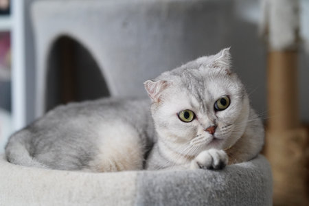 Scottish Fold cat gray fur green eyes relaxed lying on cat tree indoor soft lighting adorable pet domestic feline calm expressionの写真素材