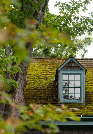 Dormer window and moss covered roof of an old Cape Cod style house