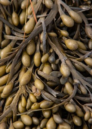 Closeup of a pile of seaweed from the east coastの写真素材
