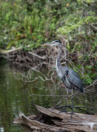 A great blue heron stands on a fallen tree in a swamp in southwestern Floridaの写真素材