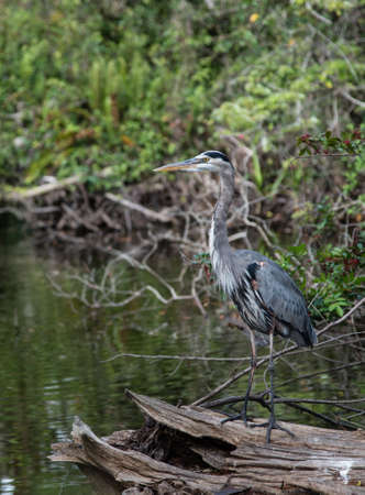 A great blue heron stands on a fallen tree in a swamp in southwestern Floridaの写真素材