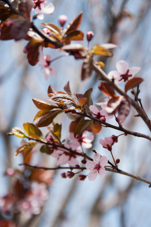 Flowering crabapple tree blossoming in the springの写真素材