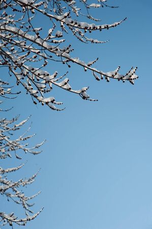 Snow covered branches against a brilliant blue skyの写真素材