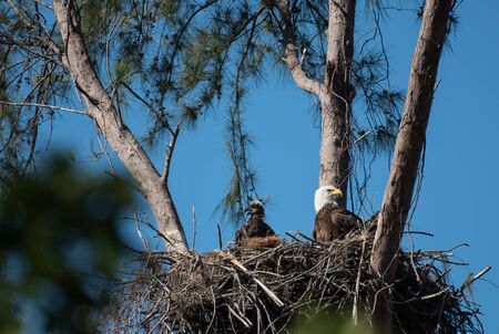 A bald eagle and an eaglet sit in their nest high up in a pine treeの写真素材