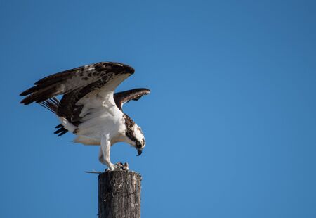 An osprey eats a freshly caught fish on top of a weathered postの写真素材
