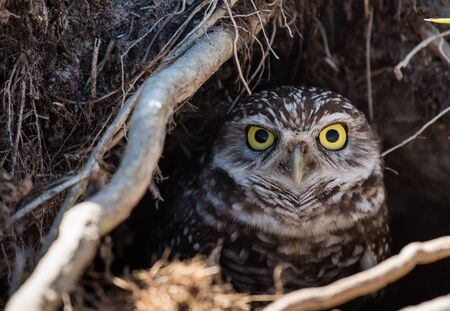 A brown and white burrowing owl peers out from its hiding place in the groundの写真素材