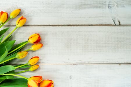 A bunch of red and yellow tulips on whitewashed wood planksの写真素材