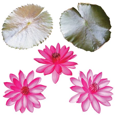 set of pink lotus isolated on white backgroundの写真素材