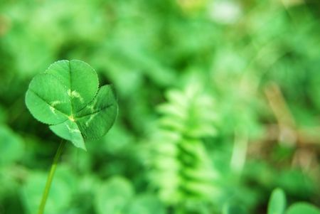 Four leaf clover standing out from backgroundの写真素材