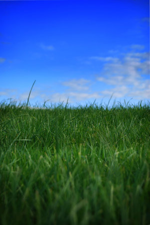 Green healthy grass and vivid sky.