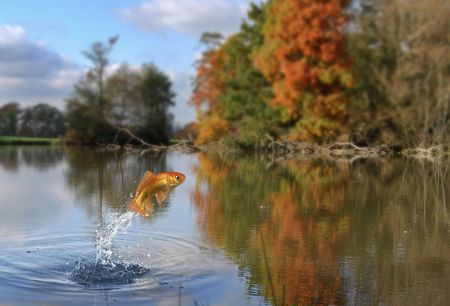 Gold fish jumping out of a lakeの写真素材