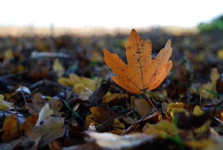 A pile of leaves on the ground with one leaf standing out from the other by its position.の写真素材