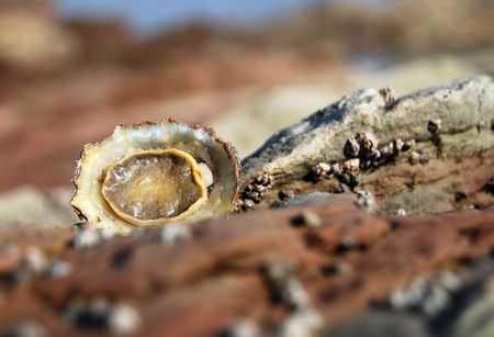 A lonely overturned limpet focus on the limpetの写真素材