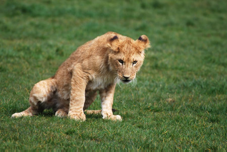 Young menacing looking lion cub.