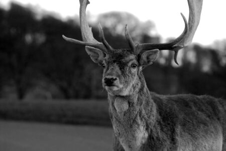 Black and white shot of a powerful male deerの写真素材