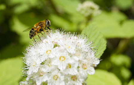Honey Bee feeding on a white flower