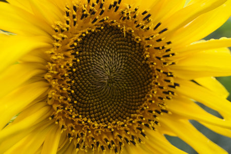 Close up shot of a sunflower in full bloom