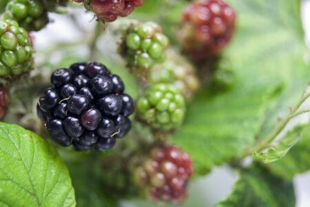 Many blackberries at different stages of ripenessの写真素材