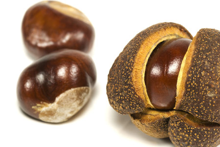A conker in its opening shell with other conkers in the background