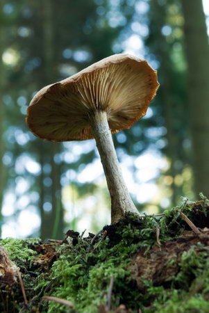 Underneath shot of a fresh forest mushroom