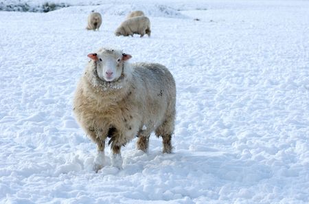 Snowy sheep on a cold winters dayの写真素材
