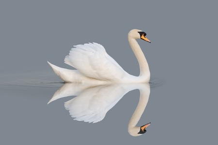 Graceful swan on a perfectly calm lake with mirror like reflectionの写真素材
