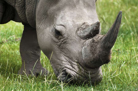 Rhinoceros feeding on field grassの写真素材