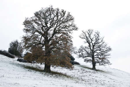 Hill side trees on a bright snow covered winters dayの写真素材