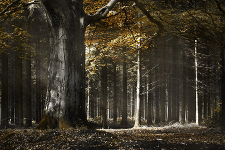 Sunlight shines through trees in a wood on an autumn morning
