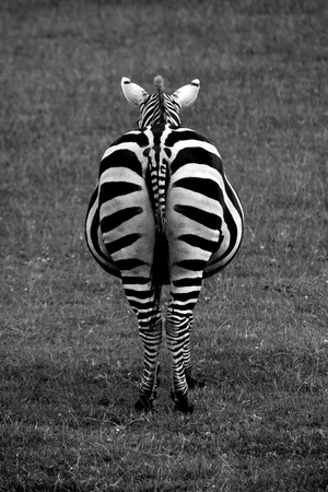Black and white shot of a Zebra from the rearの写真素材