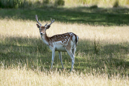 Lone Fallow Deer eating grassの写真素材