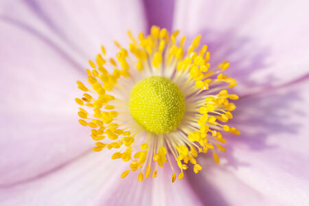 Anemone macro, pink flower with yelow stamens September Charmの写真素材