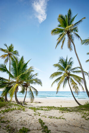 A stretch of beautiful unspoilt Caribbean Coastlineの写真素材