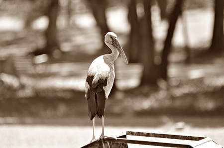 Big birdの写真素材