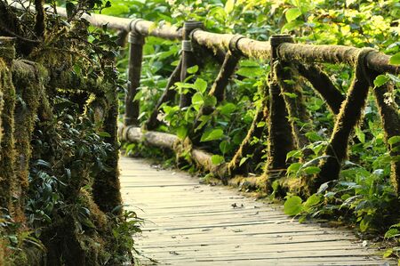 Pathway to natureの写真素材