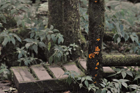 Mushroom orangeの写真素材