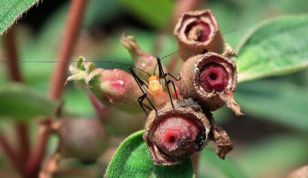 Little assの写真素材