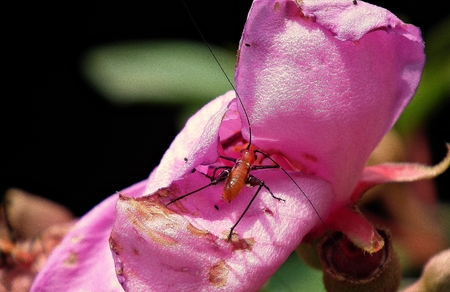 Orange insectの写真素材
