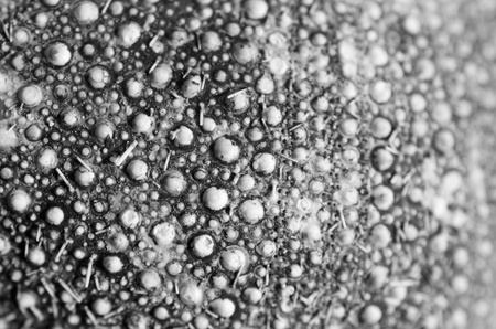 Sea urchin shell  Select focus  Black and white photograph の写真素材