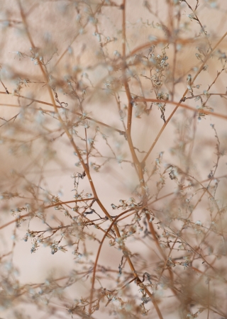 Withered organic matter  Select focus の写真素材