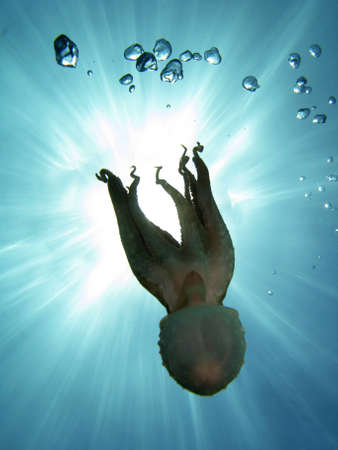Octopus in back light. Shot captured in the wild.の写真素材