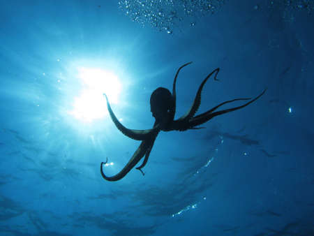 Octopus in back light. Shot captured in the wild.の写真素材