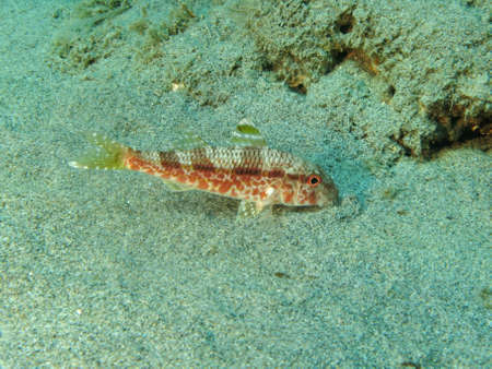 A âMullusâ fish.  Shotted in the wild in Mediteranean sea.の写真素材