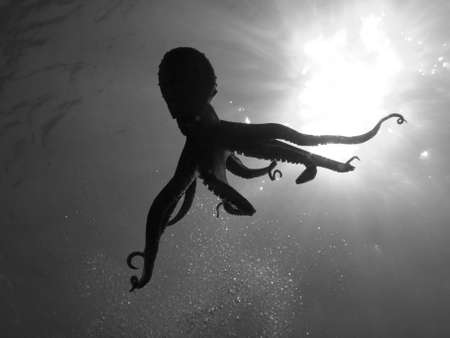 Octopus Vulgaris in back light (in Black and white).の写真素材