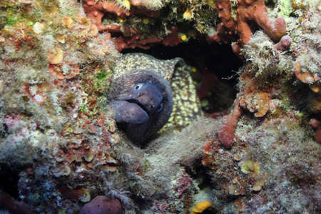 Moray  Muraena Helena  in its hole の写真素材
