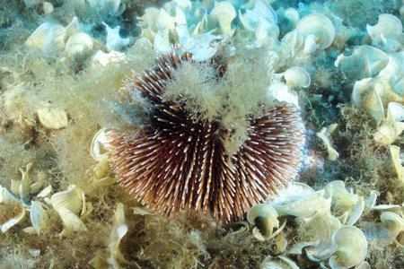 Sea-Urchin on seaweed  Shot in the wild 