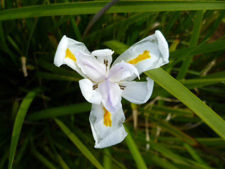 Beautiful white flower in a paradise like Mauritius