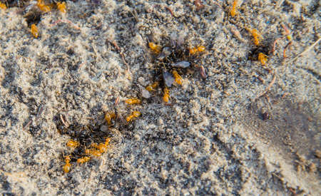 Family of antsの写真素材