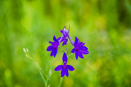 Purple Wildflowersの写真素材