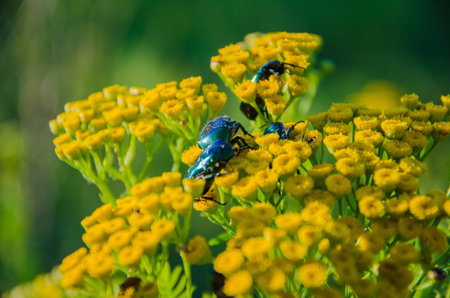 Wildflowers
